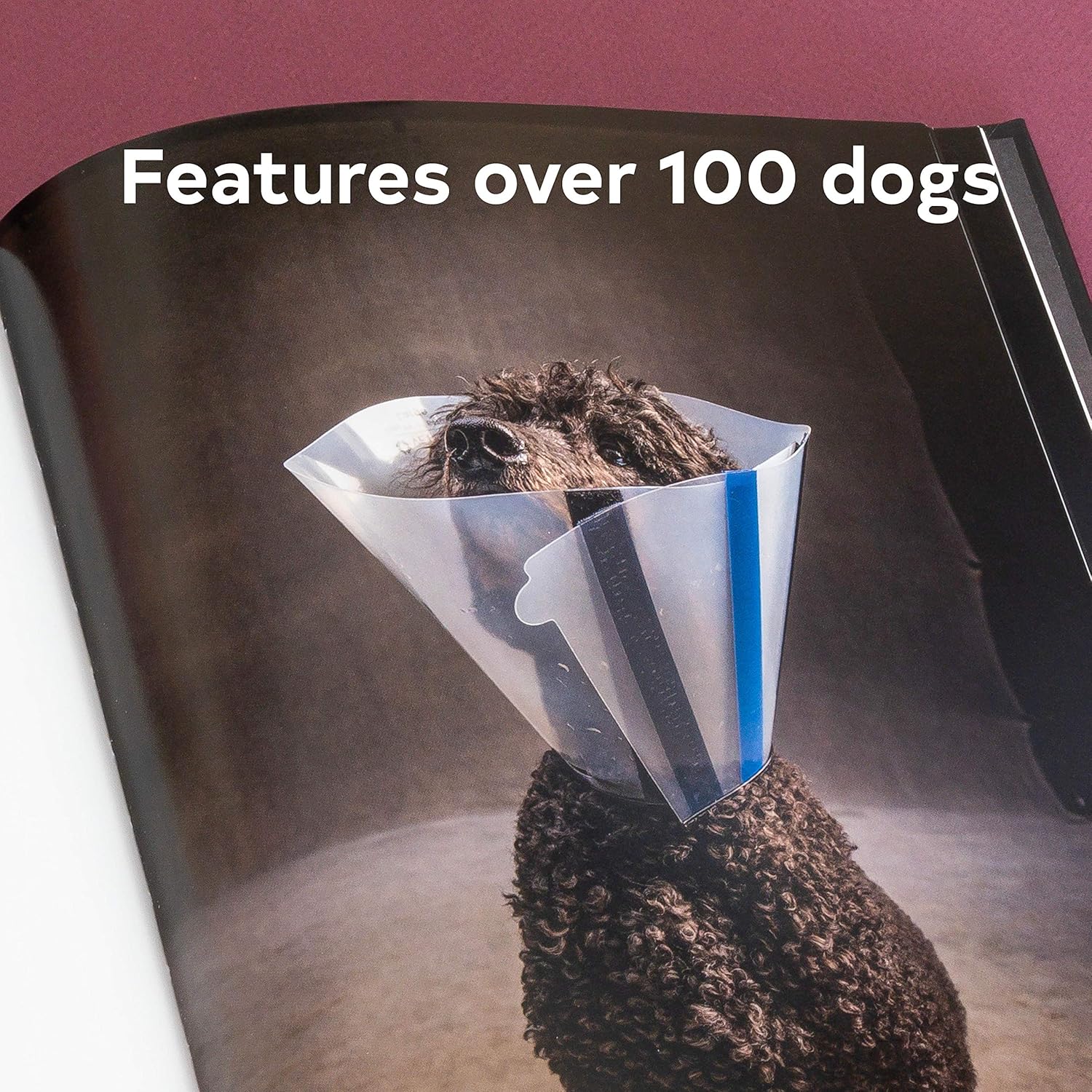 The Year of the Dogs - Image 4