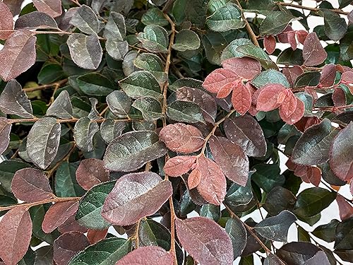 Miniatura 2 de Jazz Hands Loropetalum rosa - 3 galones - Ganadores probados - Arbusto de hoja perenne - Flores de color rosa intenso - Follaje ciruela borgoña -