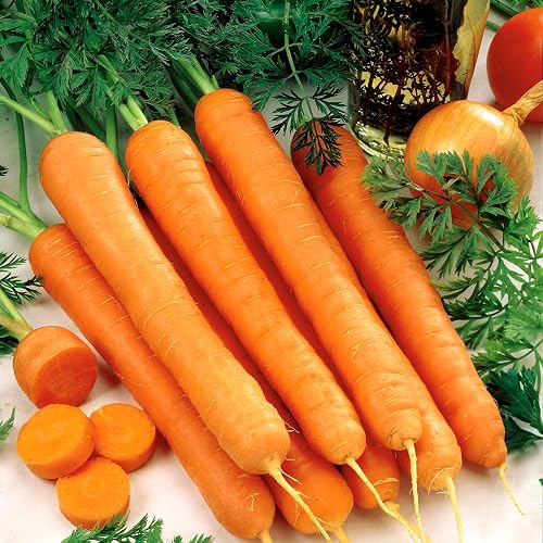 Carrot RESISTAFLY F1 100 Seeds + freebie + Plant tag