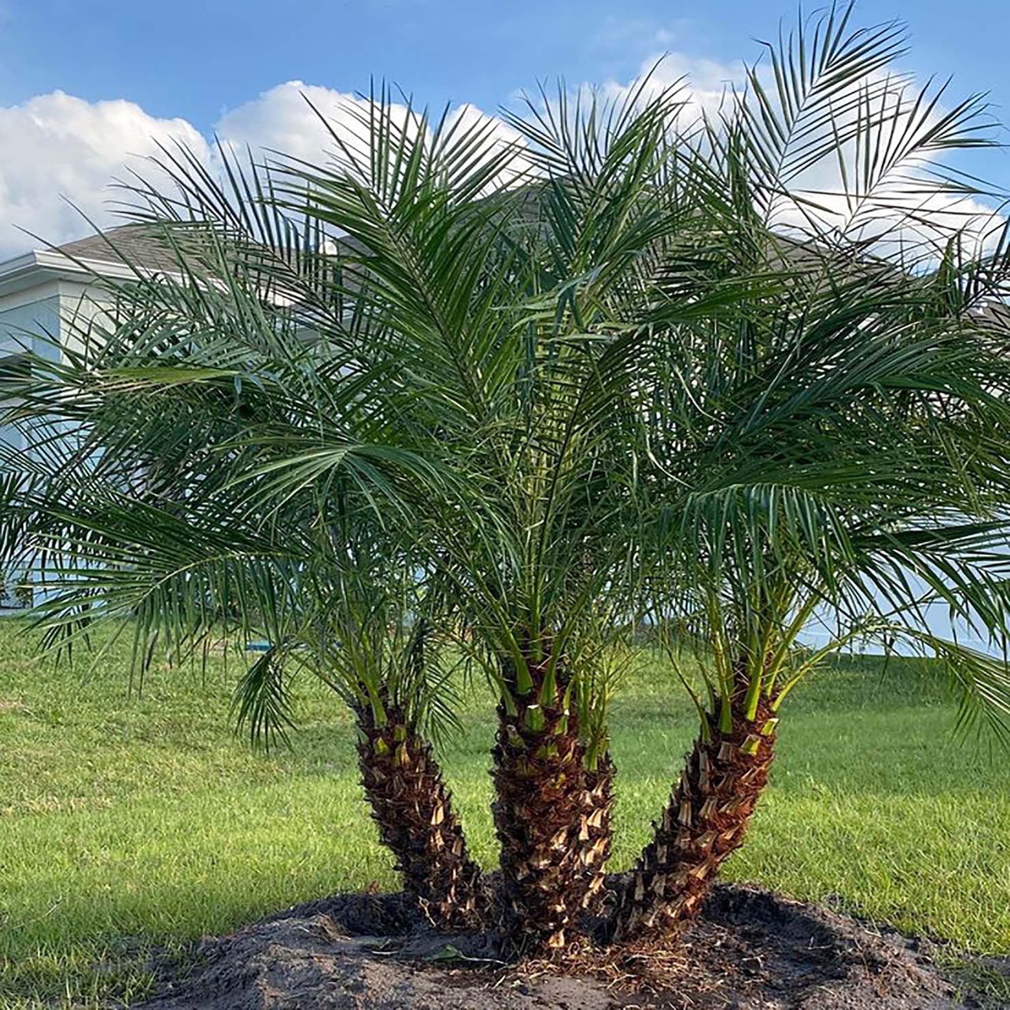 Amazon.com : QAUZUY GARDEN 10 Dwarf Pygmy Date Palm Tree Seeds