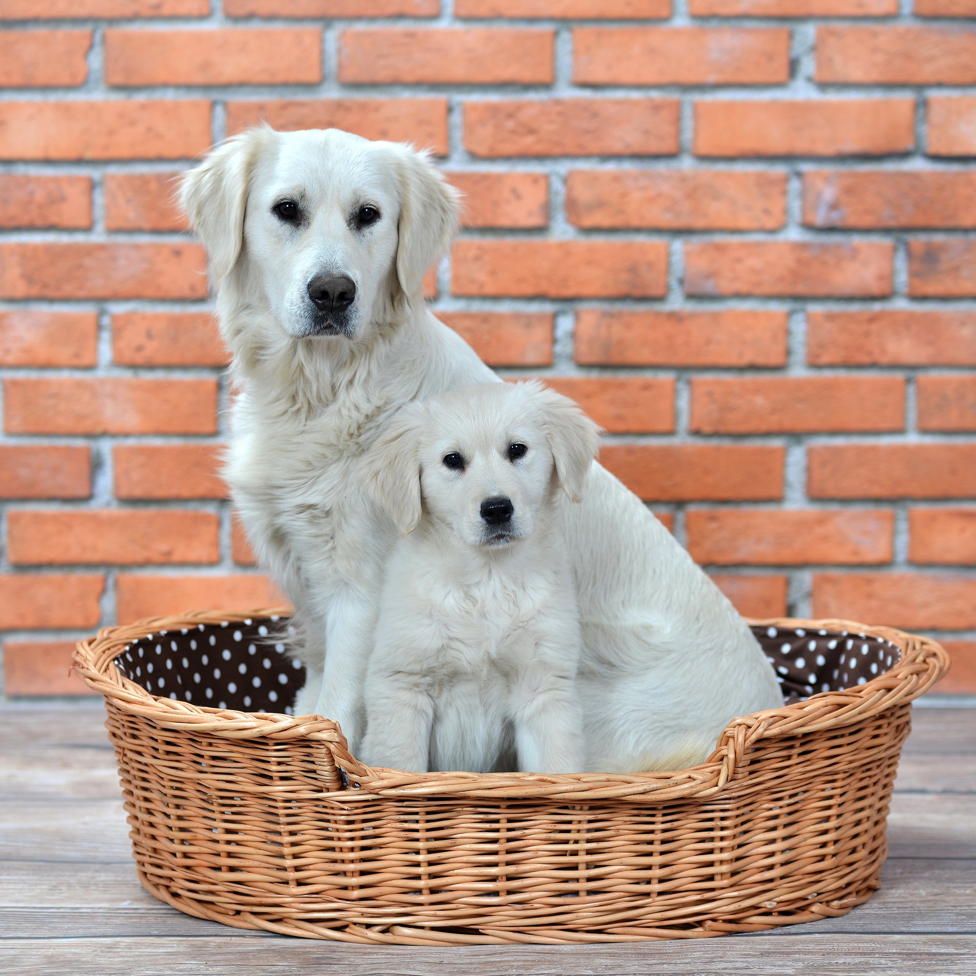 Hundekorb aus Weide für Hund und Katze Hundebett Katzenbett mit Kissen Tierkorb geflochten Katzenkorb Liegeplatz