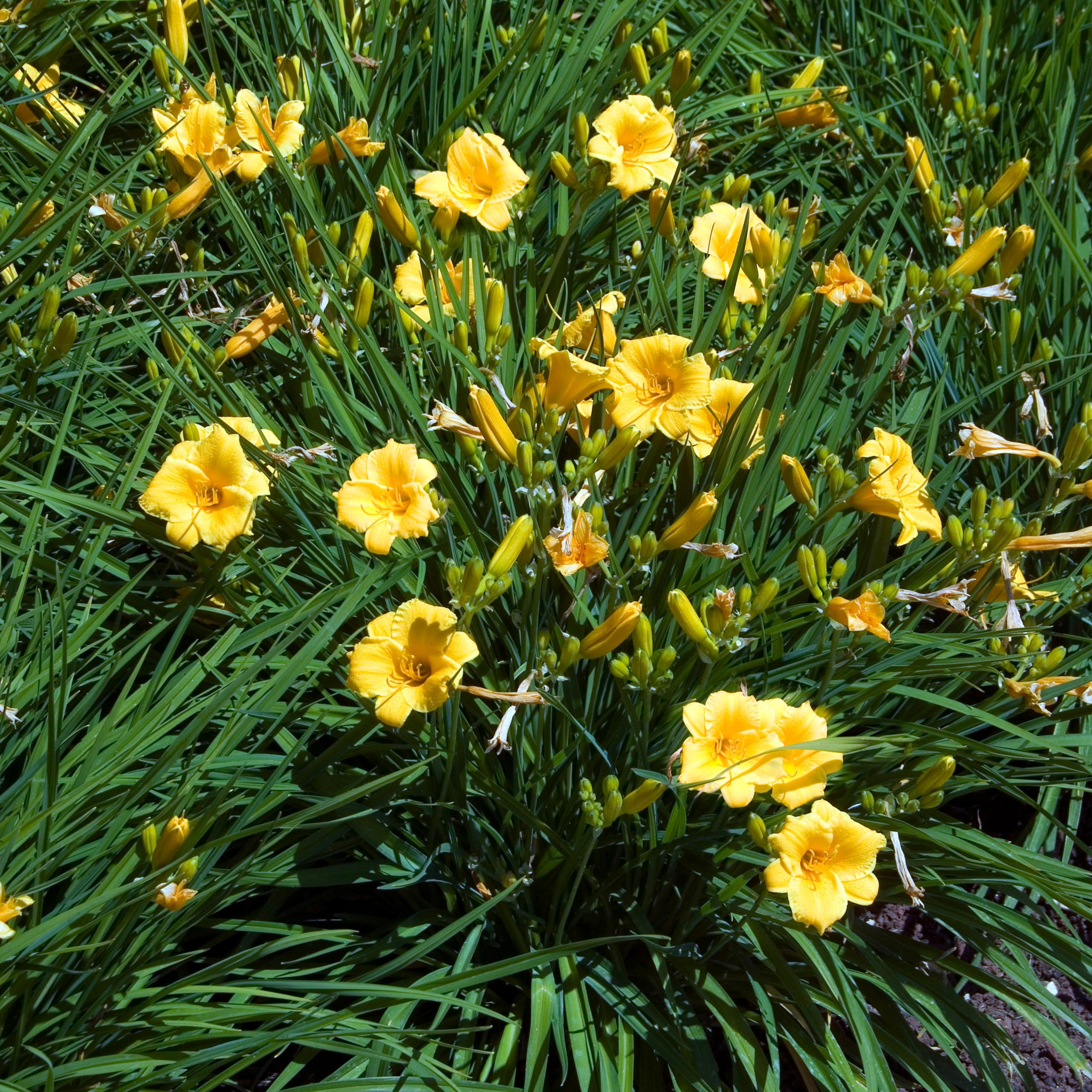 Bloomique - Set da 3 pezzi – Hemerocallis Stella d'Oro – Daylilie – Piante da giardino – Resistente – Altezza 10 – 20 cm – Vaso 9 x 9 cm