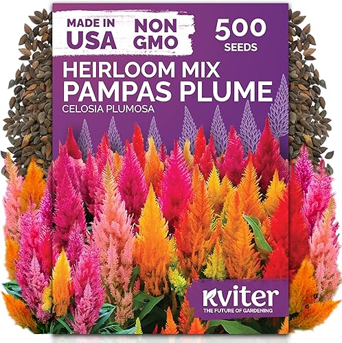 Miniatura 43 de KVITER 7000 semillas de milenrama roja (Achillea Millefolium Rubra) - Semillas de flores perennes para plantar en el exterior, reliquia y orgánicas