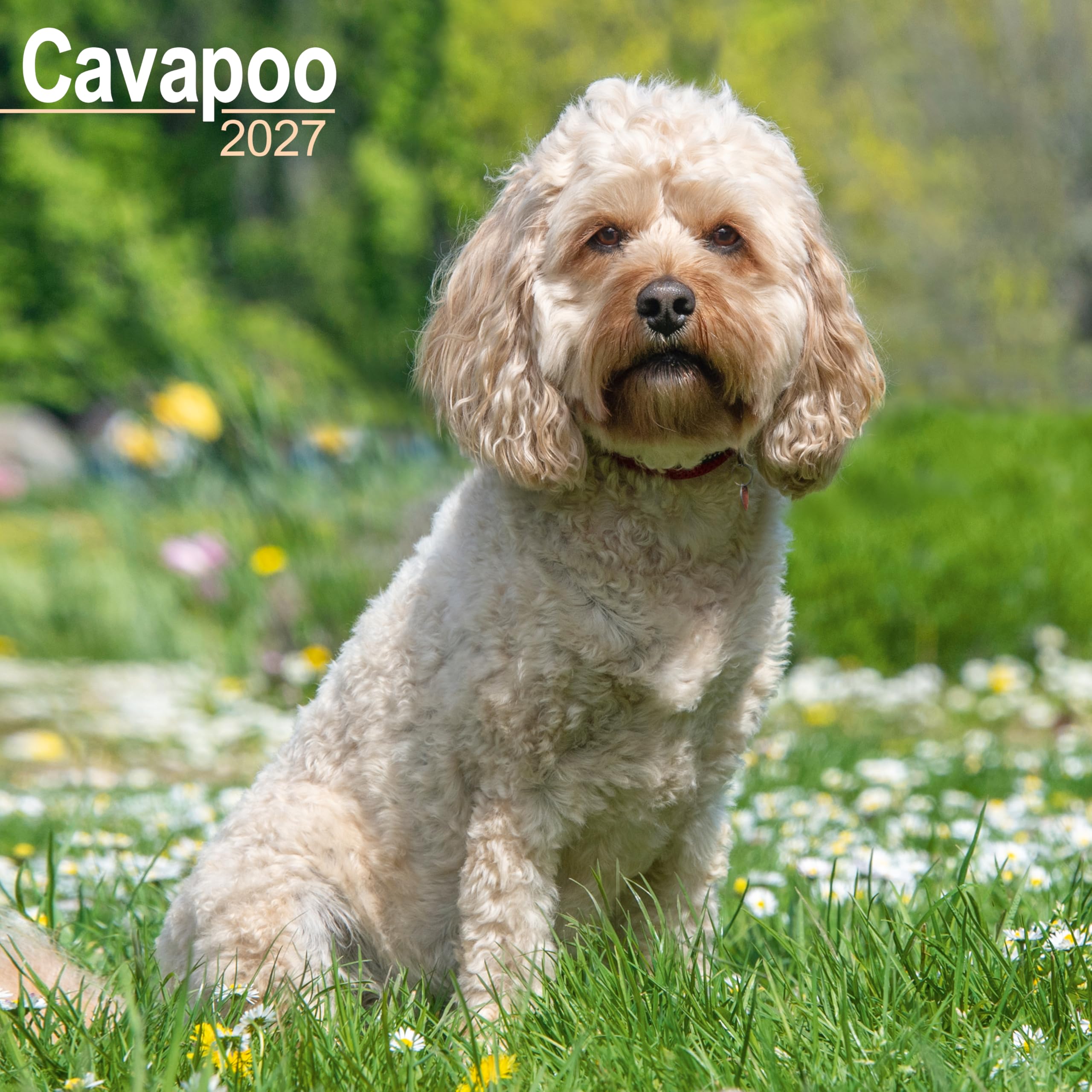 Cavapoo 2027 Calendar | Square Wall Calendar | Dog Breed Gift | Plastic Free Packaging | by Avonside Publishing