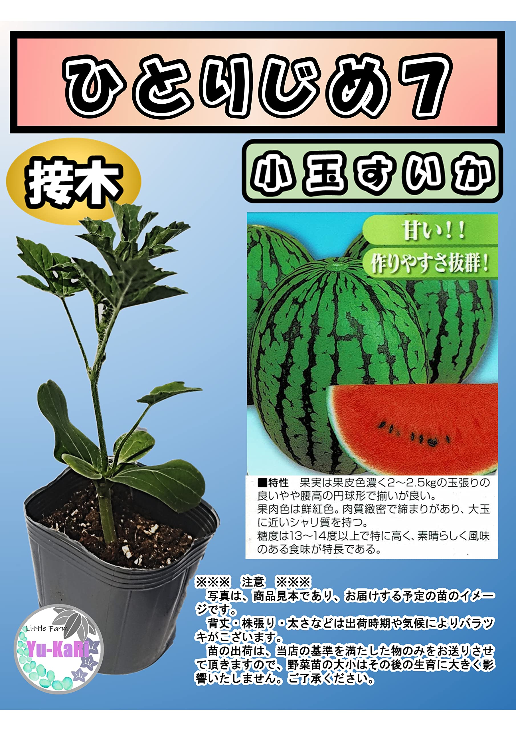 Amazon.co.jp: 【ひとりじめ7】赤肉小玉スイカ 夏野菜接木苗 : DIY