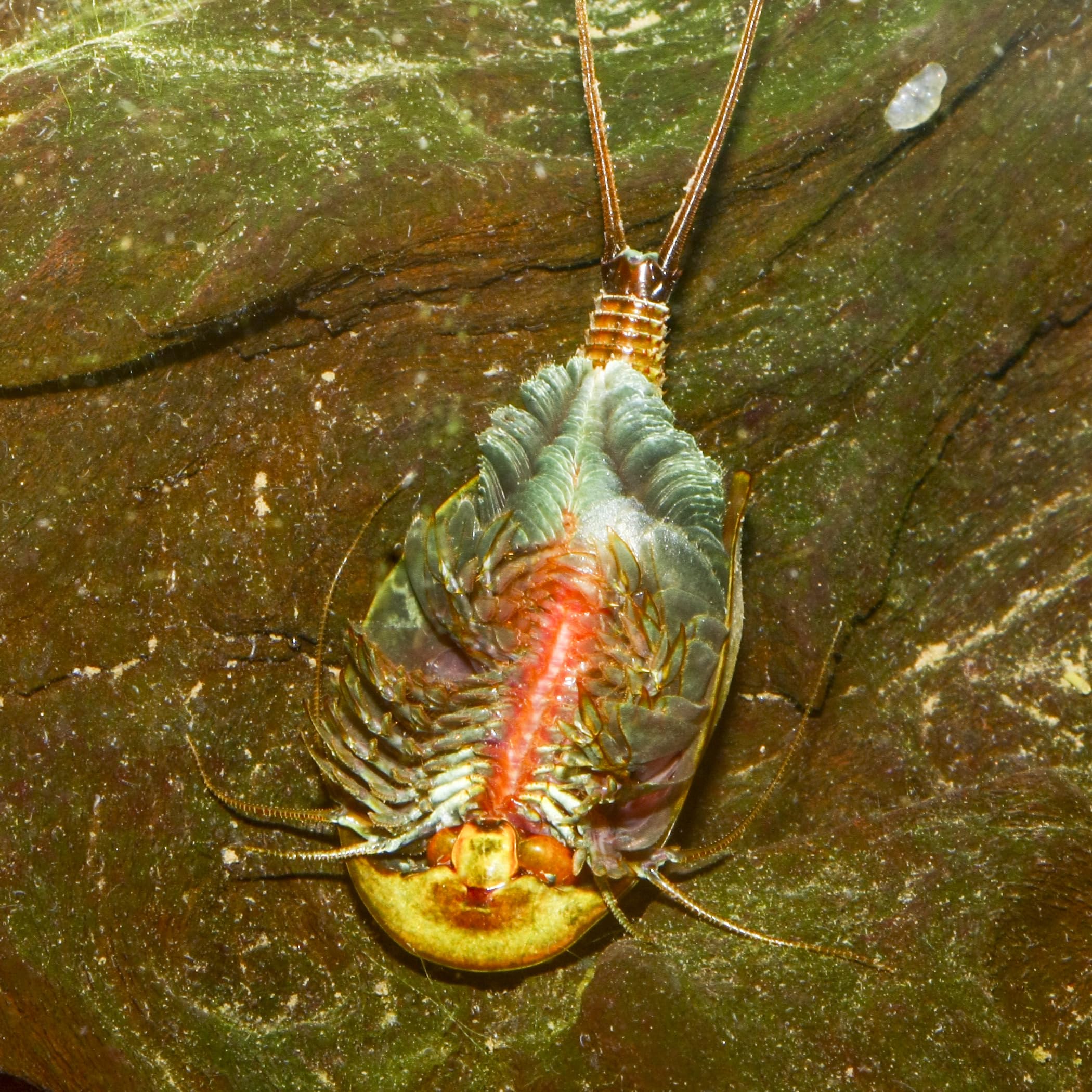 Triops cancriformis Starterset: Urzeitkrebse ca. 100 Eier, 2,5 l Aquarium, Zubehör, Futter und Anleitung
