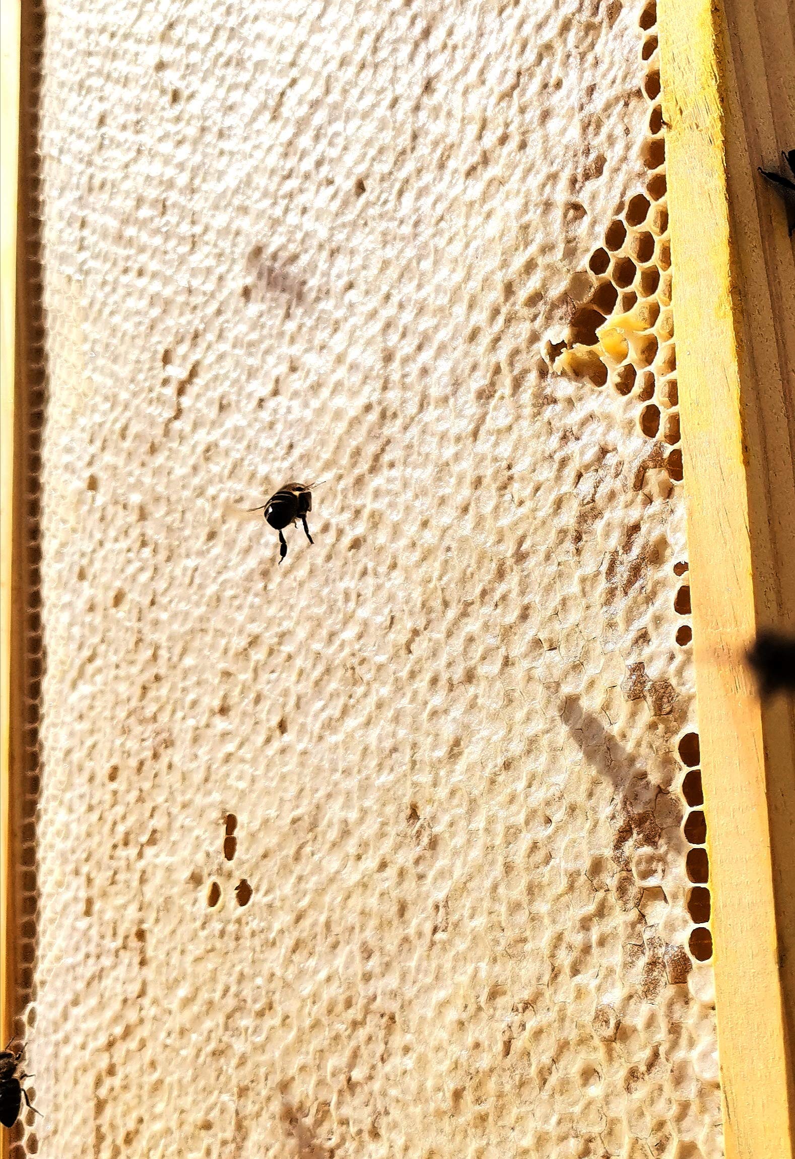 Miel Pura de Abeja. Cruda, natural y Artesanal MIL FLORES RECIEN COSECHADA ABRIL 2026. Origen ESPAÑA. Directa del Apicultor. Nerpio, Sierra del Segura - 950gr
