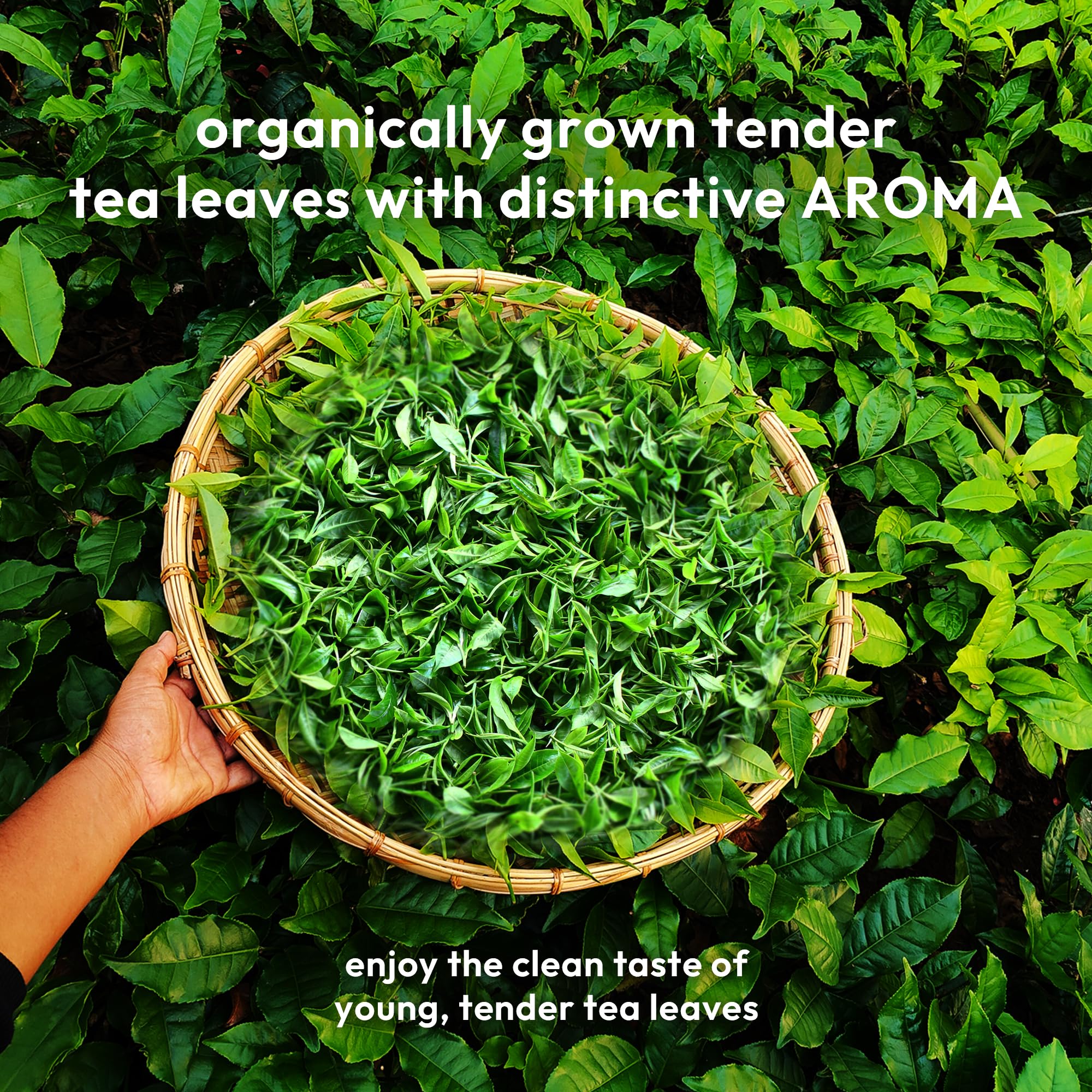Woolah Rare Assam Green Tea With Tulsi, Organic Bagless Tea Dip (8 Packs = 120 Dips /240 Cups) 100% Plastic Free, Natural Whole Leaf, High Antioxidants Supports Weight Management, Improves Skin, Improves Digestive & Heart Health. — Amazon image 8