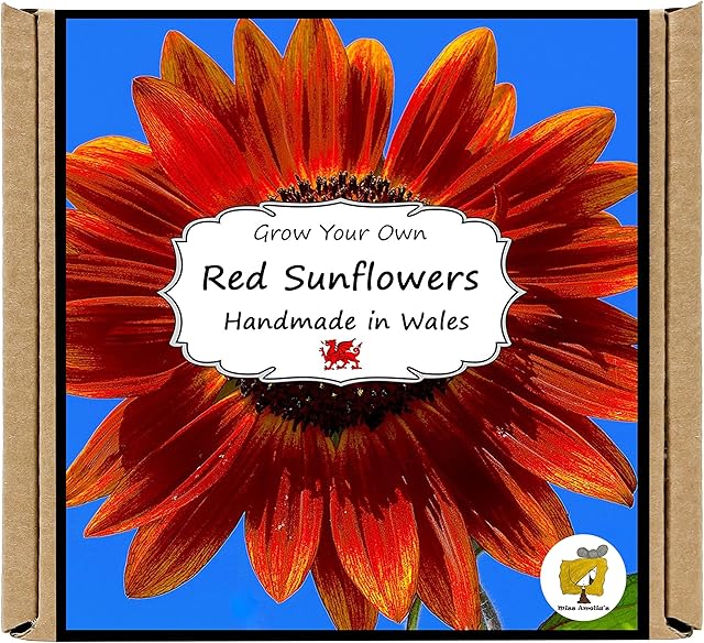 Grow Your Own Red Sunflower Plant Growing Kit. Gardening Gift for Men, Women or Kids.