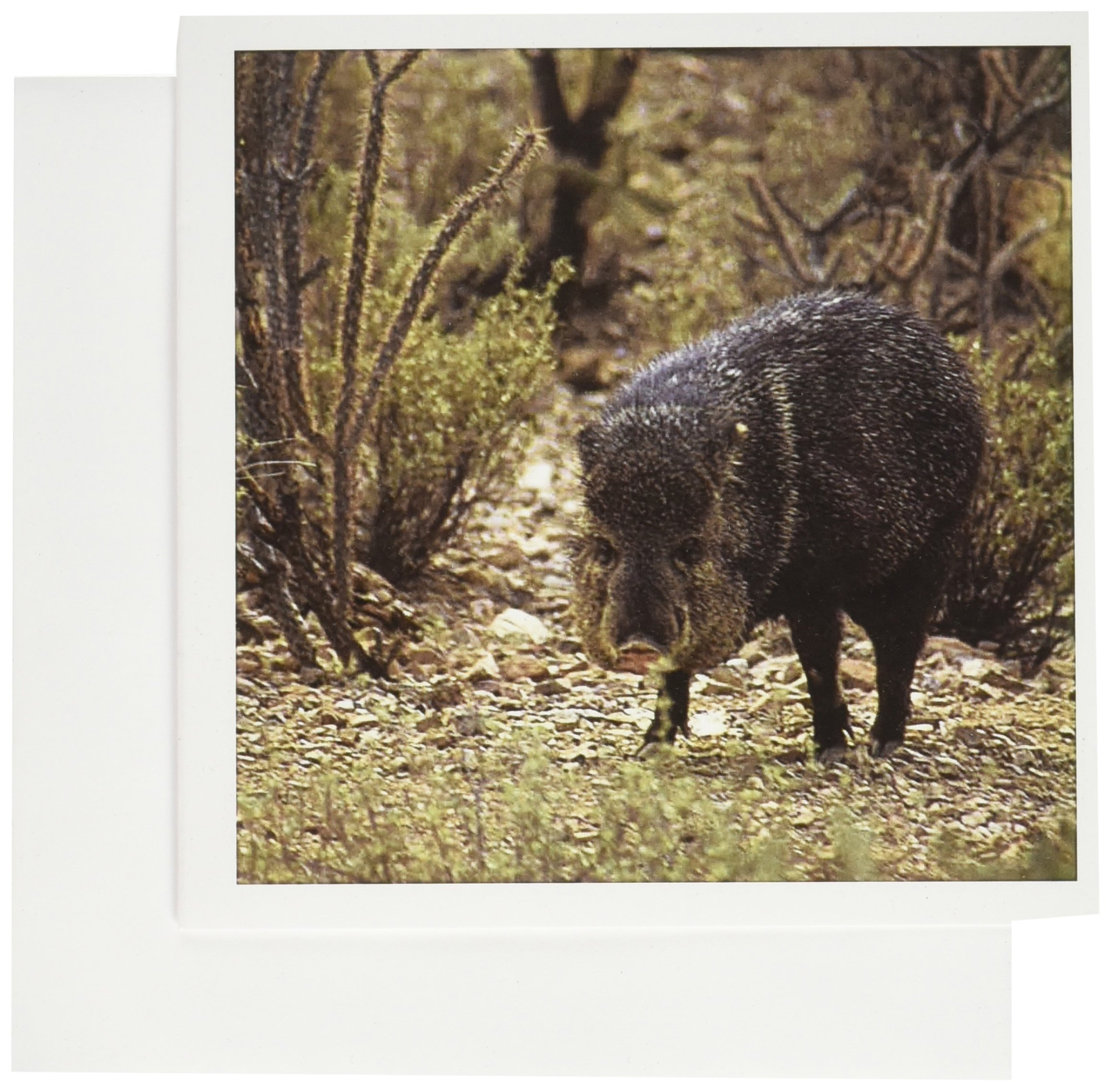 3drose Gc 88009 X Incharizona Javelina Wildlife Desertcart