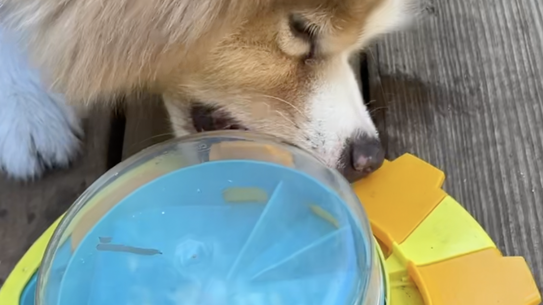 DOG TEST Potarama Slow Feeder Dog Puzzle Treat Feeding Toy