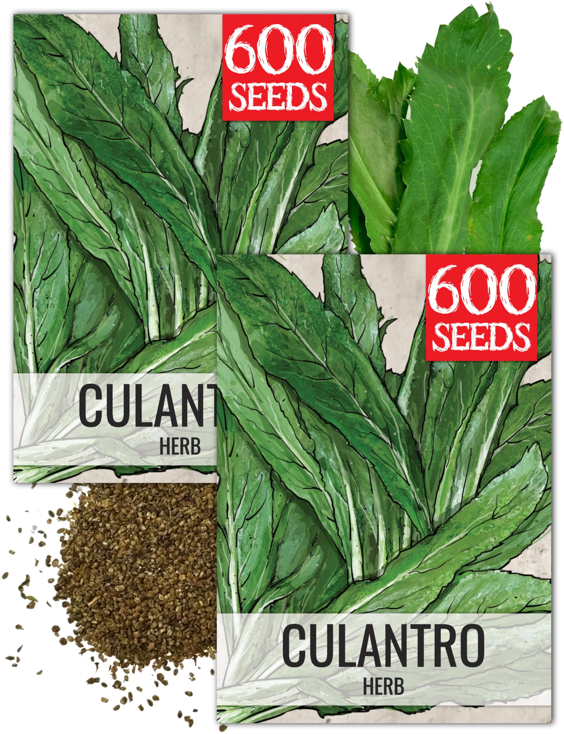 Seed Needs Culantro Seeds for Planting Mexican Coriander - Non-GMO Heirloom & Untreated Culinary/Medicinal Herbs to Grow an Indoor/Outdoor Herb Garden (2 Packs)