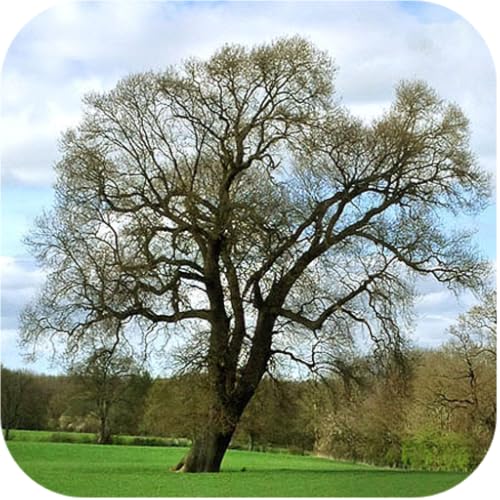 Trees of Britain