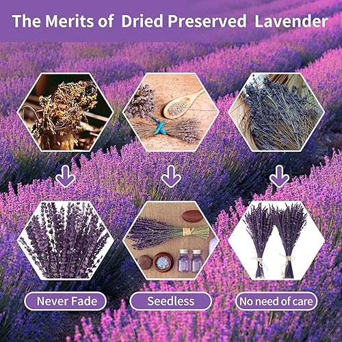 Miniatura 2 de Paquete de flores de lavanda secas preservadas, ramo de lavanda seca natural, 180-200 tallos de 15 a 17 pulgadas para decoración de jarrones de