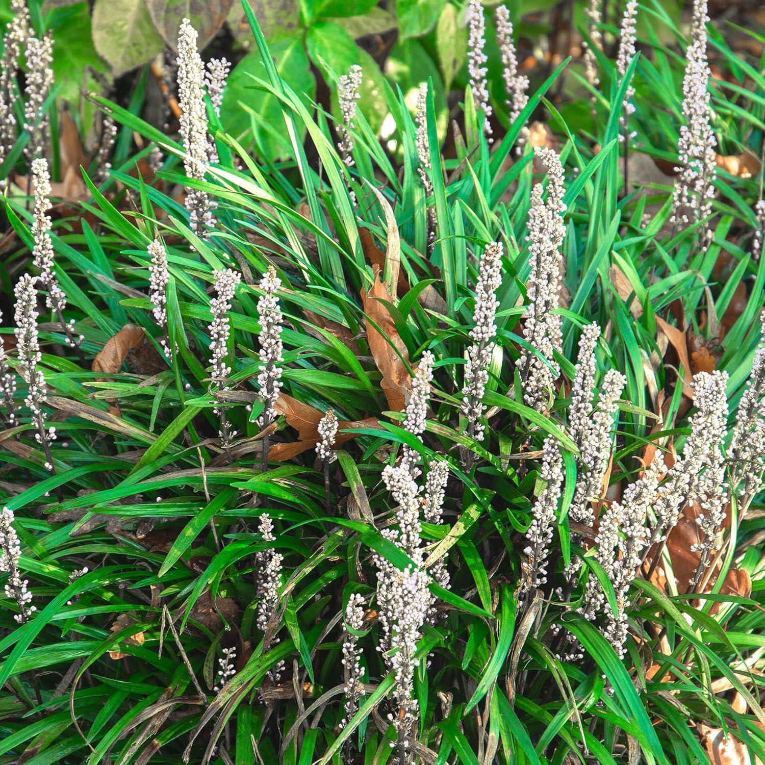 Perfect Plants Monroe White Liriope 1 Gallon | Live Plant with Bright White Flowers | Low Groundcover Shrub