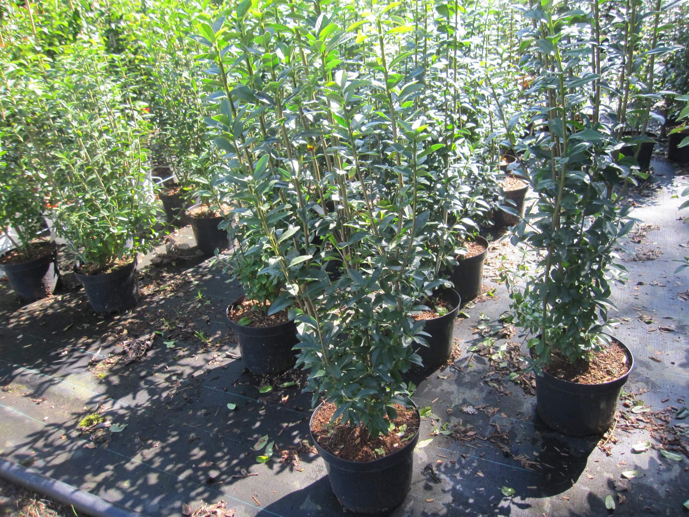Ligustrum vulgare Straight Talk - Sulen-Liguster Straight Talk - 80-100cm  : Amazon.de: Garten