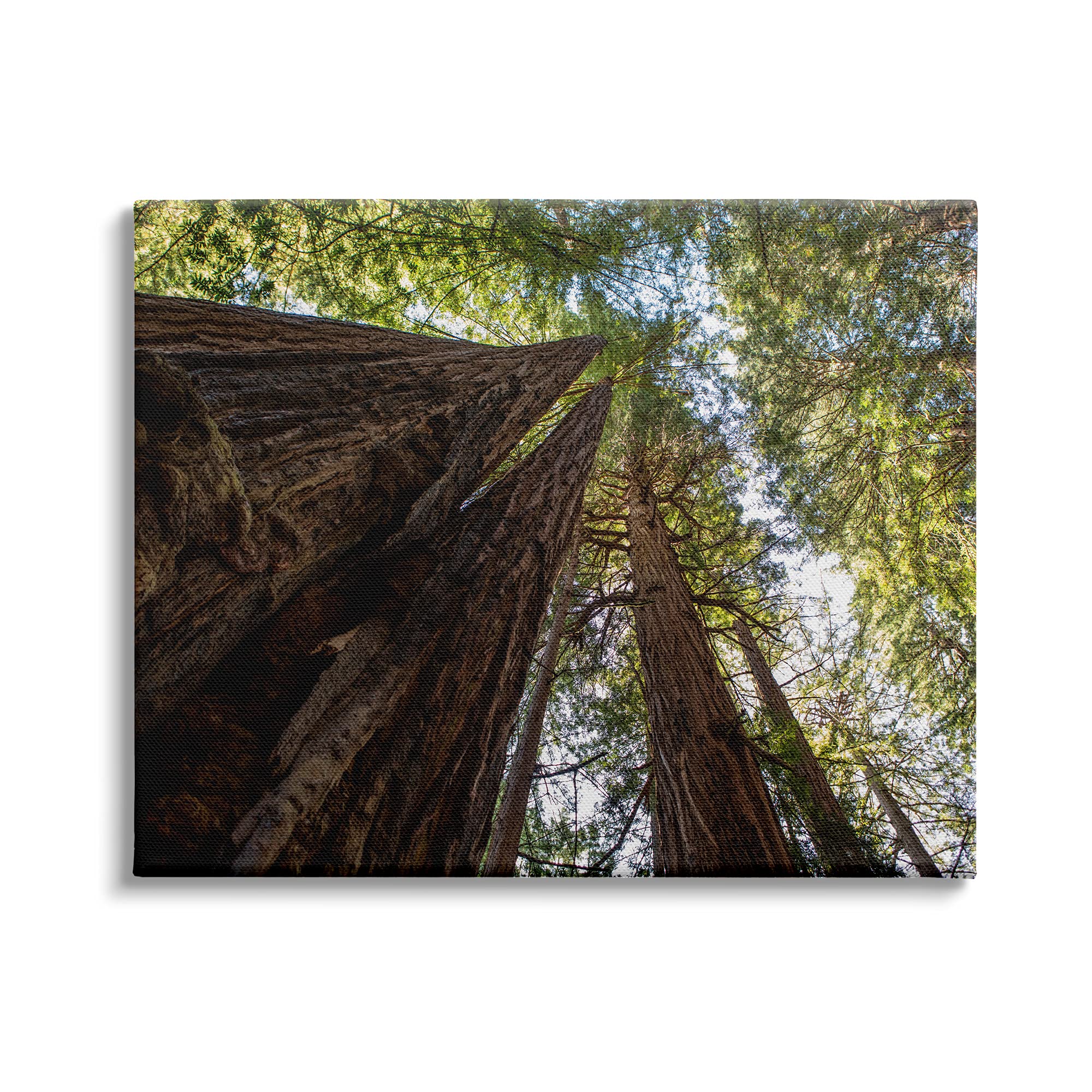 Stupell Industries Tall Trees Looking Upwards Nature Forest Photography, Designed by Aaron Matheson Canvas Wall Art, 30 x 24, Brown