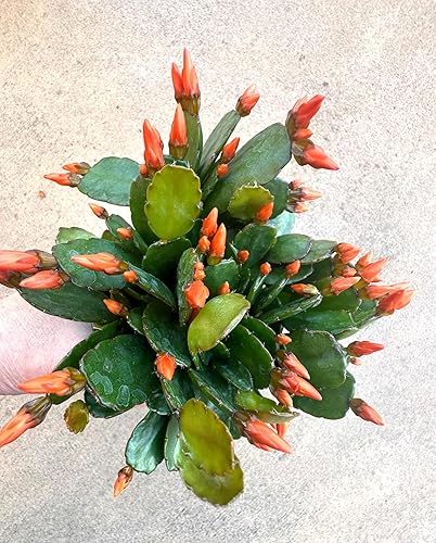 Miniatura 2 de Planta viva de cactus de primavera naranja de 4 pulgadas.