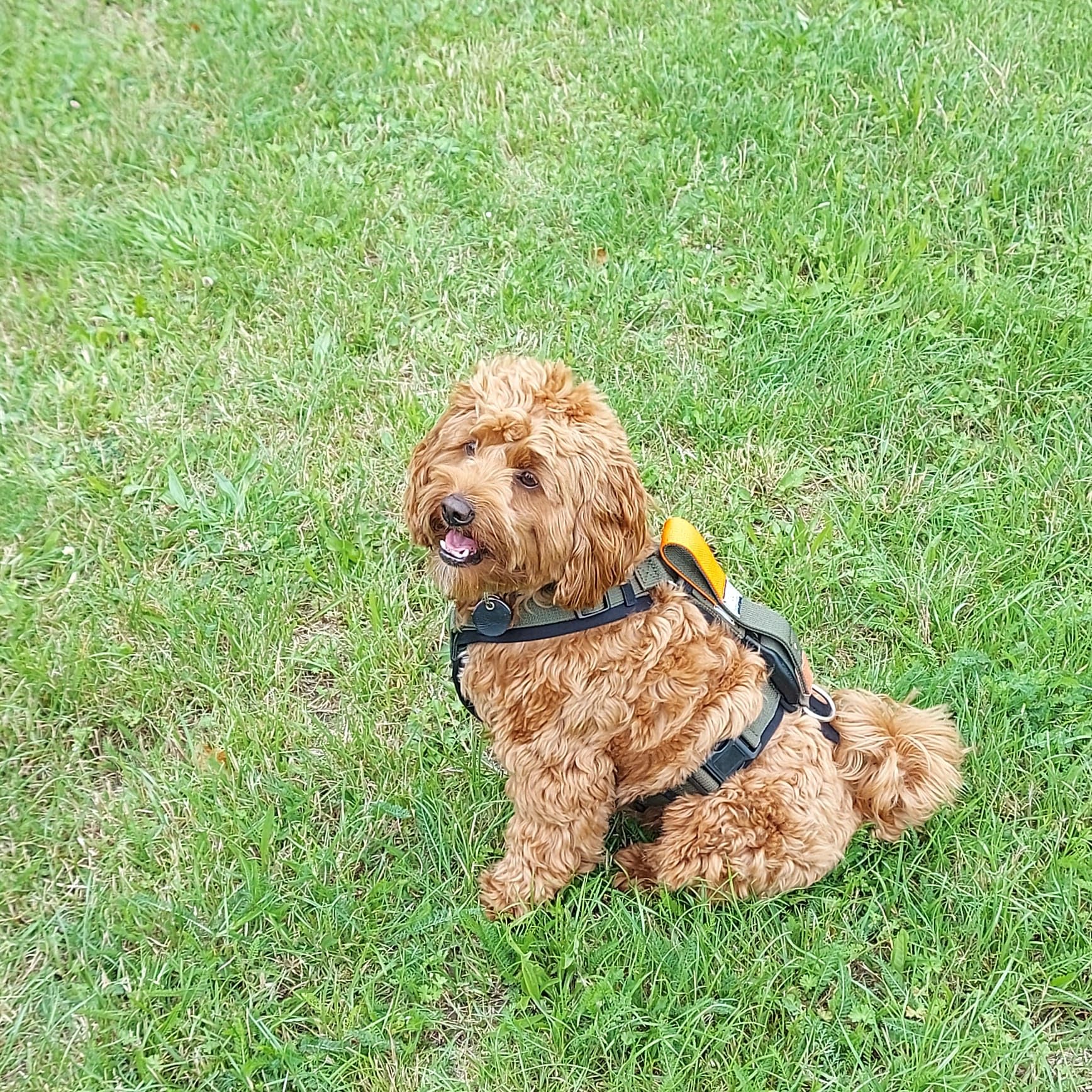 Pettorina per cani (Kaki, Small)