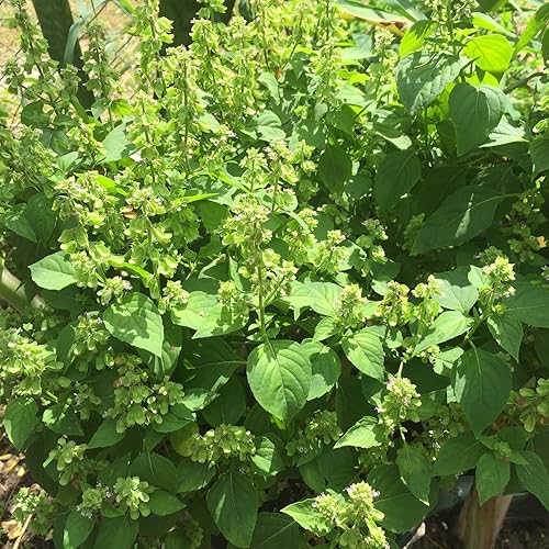 Miniatura 5 de Semillas de albahaca peruana (Ocimum micranthum) Más de 20 semillas en cápsulas de semillas congeladas - Plante semillas ahora o almacenamiento de