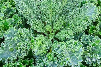 Vates Blue Curled Kale Seeds