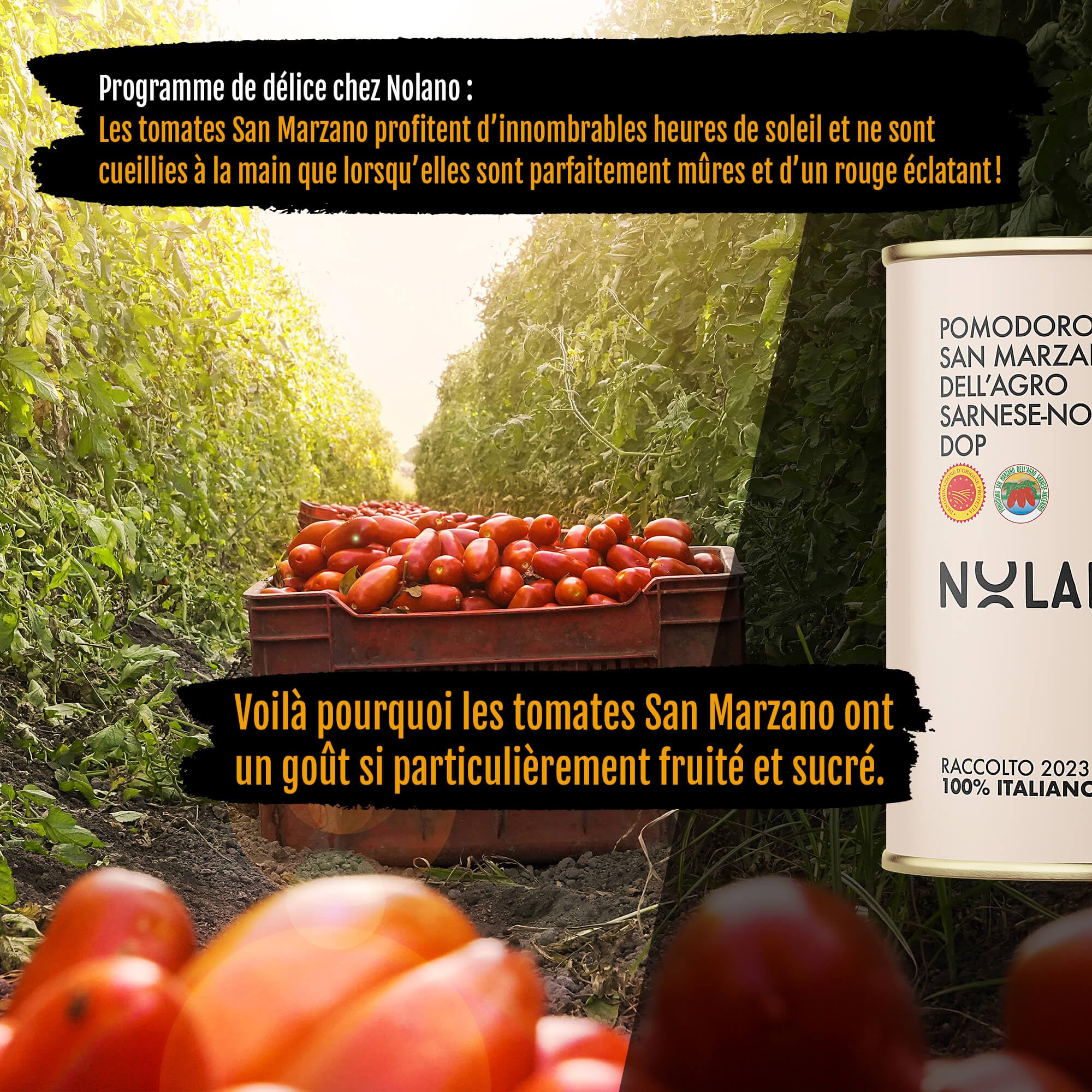 DELICRET – 12 x 400 g NOLANO Tomates San Marzano DOP | entières & pelées | Tomates à pizza (12 x 400 g)