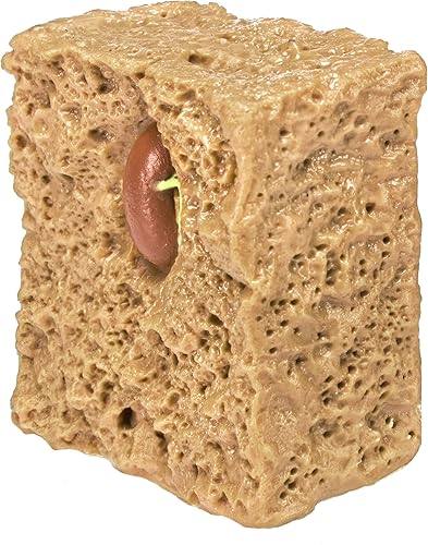 Miniatura 3 de Safari Ltd Ciclo de Vida de una planta de frijoles verde