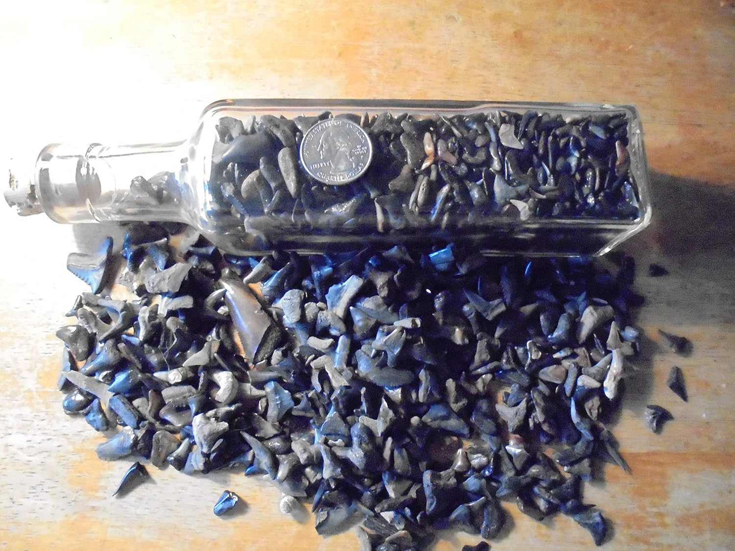 1000 Fossil Shark Teeth in Glass