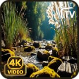 川の自然のスクリーンセーバー - 水の音と自然