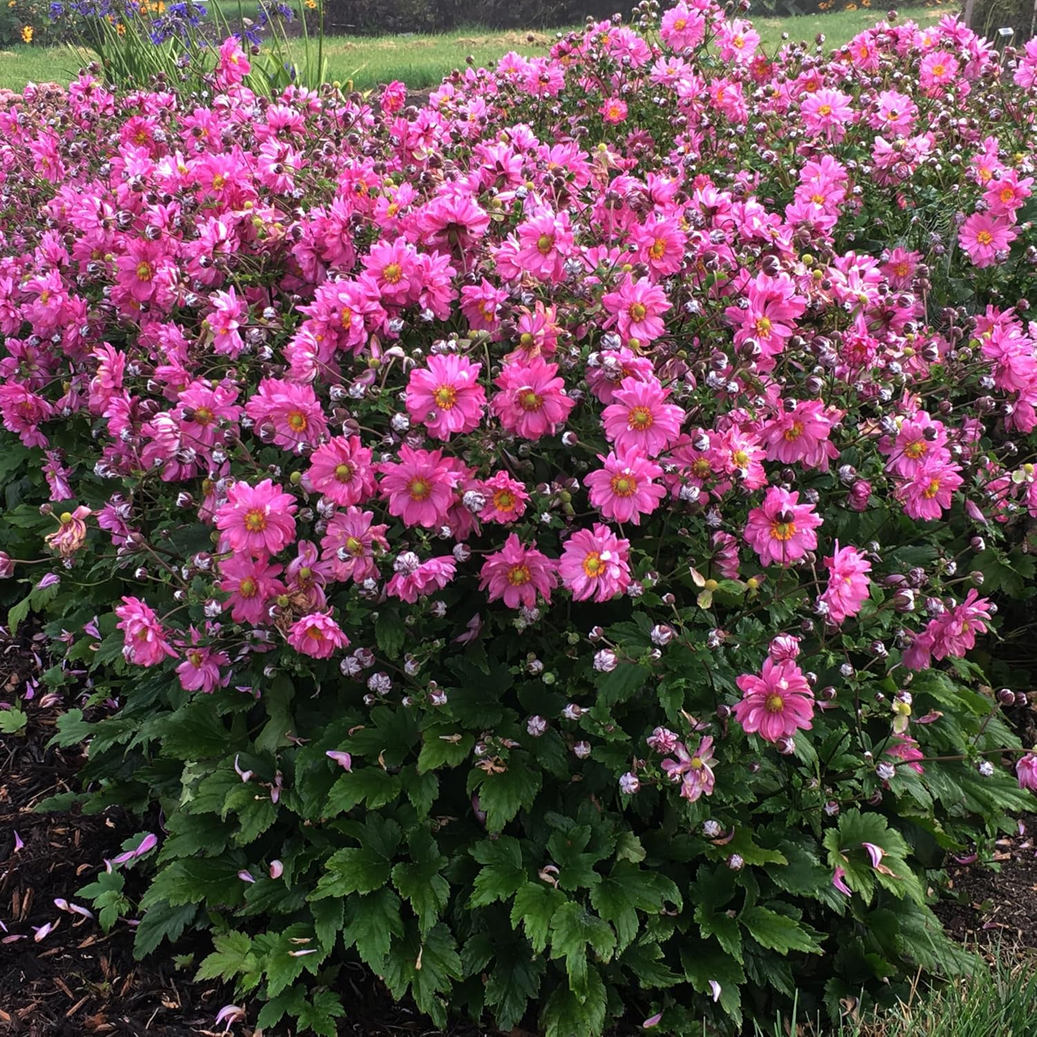 Live Plant Green Promise Farms, Proven Winners Anemone Fall in Love Sweetly Japanese Anemone, Pink Flowers - #1 Gallon Size Container - Plant Will NOT Ship to AZ, CA, HI, ID, MT, NV, OR, PR, UT & WA!