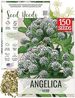 Seed Needs Angelica Seeds for Planting Angelica archangelica - Non-GMO Heirloom & Untreated Medicinal Herbs to Grow an Indoor or Outdoor Home Grown Garden (1 Pack)