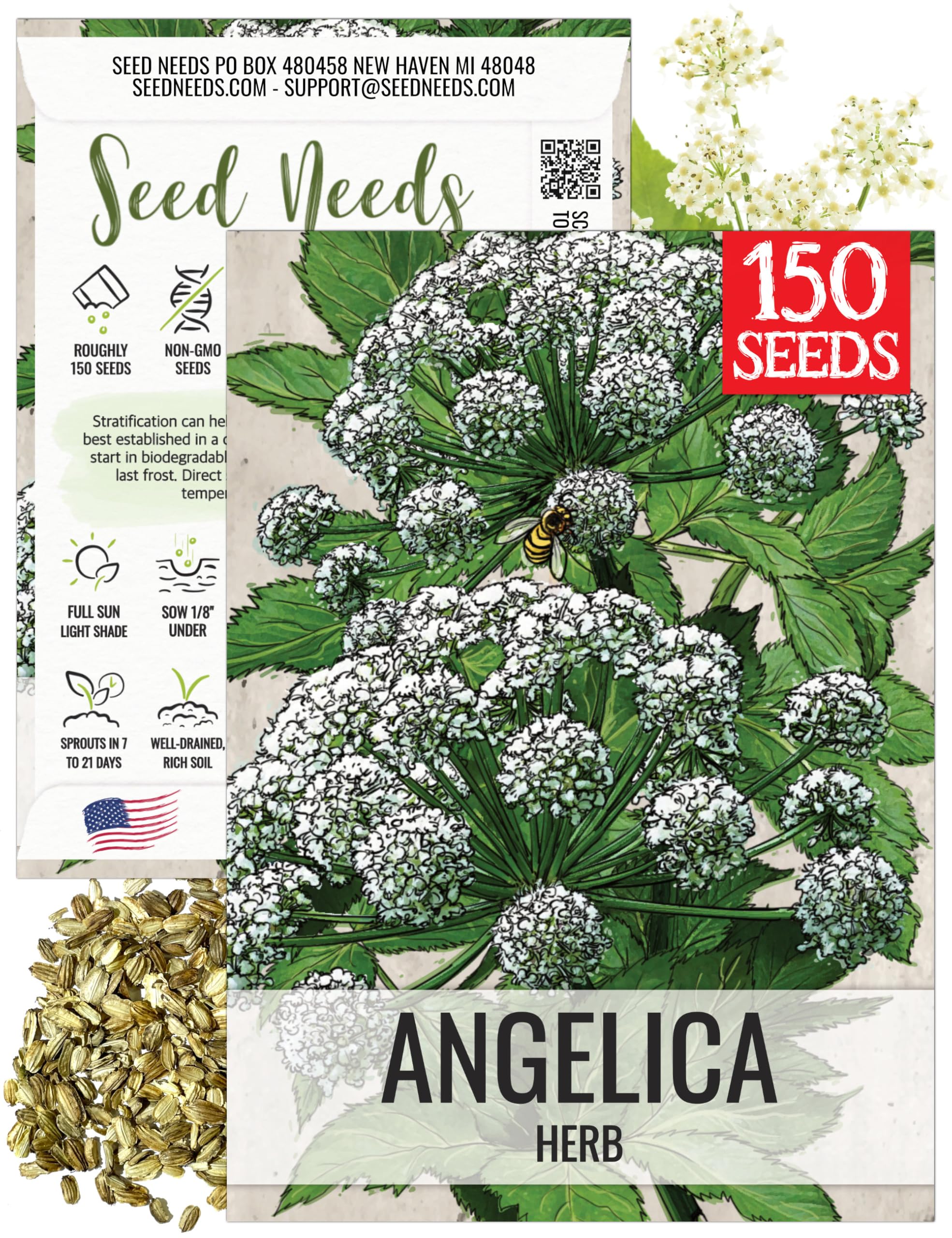 Amazon.com : Seed Needs Angelica Seeds for Planting Angelica