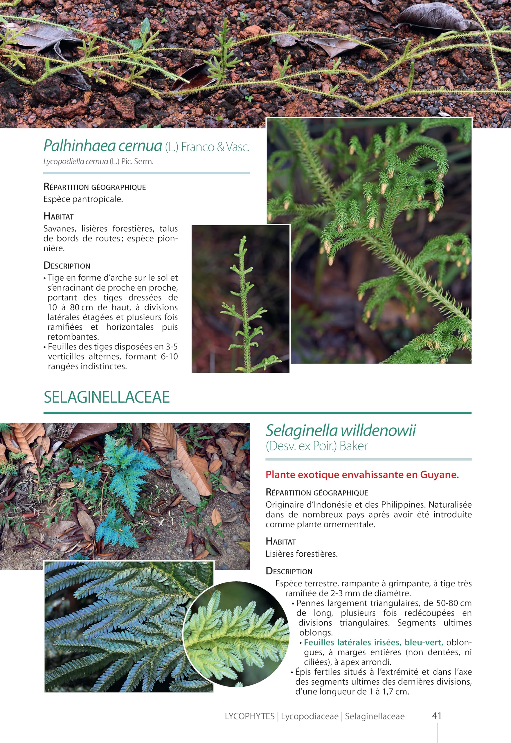 Guide des Plantes de la plaine côtière de Guyane: Savanes, bords de mer, marais et lisières forestières