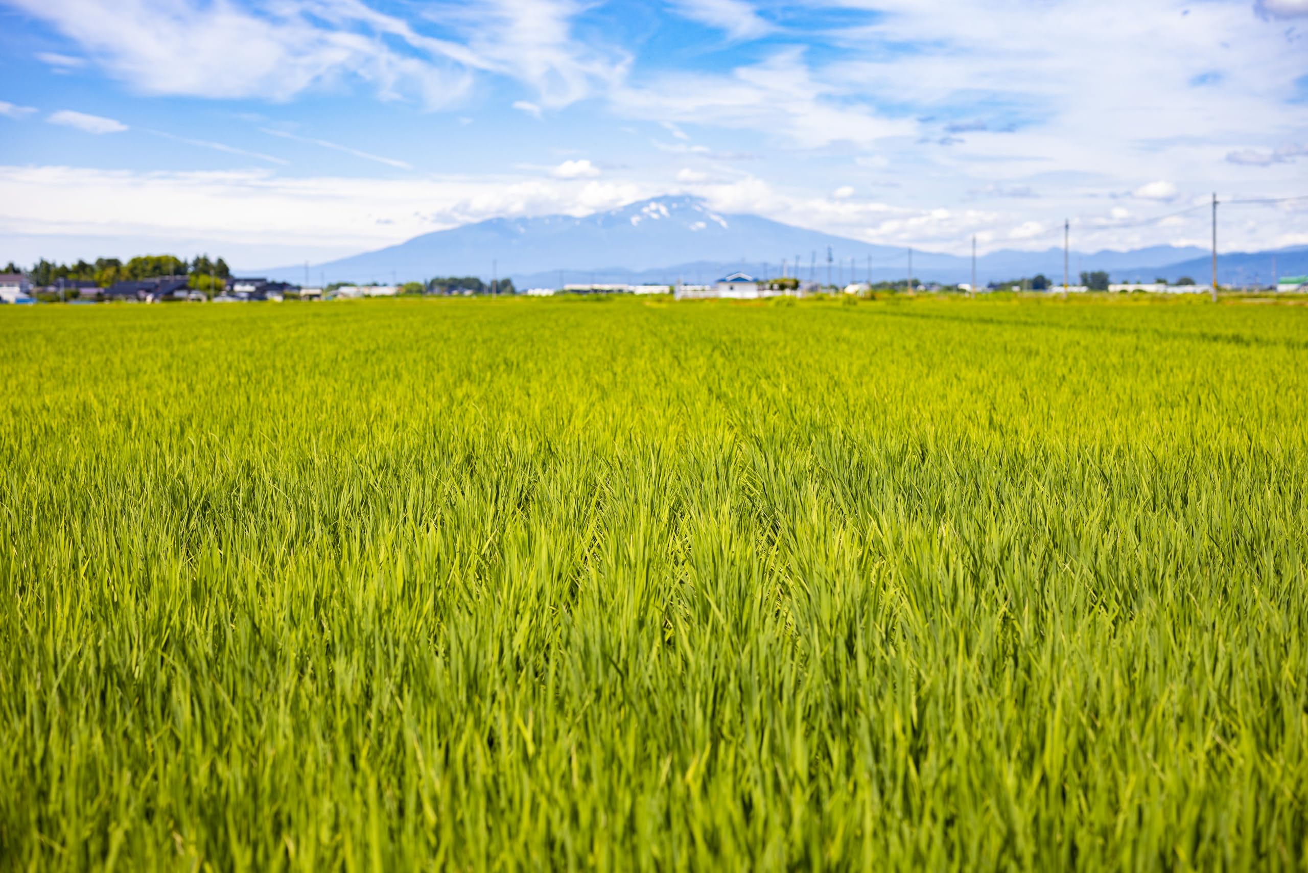 Amazon.co.jp: 雪若丸 (玄米10kg) 令和7年 山形県庄内産 特別栽培米