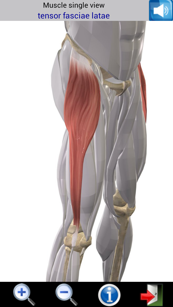 Muscle Visualizer Visual Muscles 3D - App on Amazon Appstore