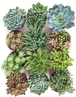 Shop Succulents | Assorted Collection of Live Succulent Plants, Hand Selected Variety Pack of Succulents | Collection of 12