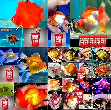 HULX Goldfish Food Sinking Pellets for Big Muscle & Mass Weight Gain, Whey Mixed High Protein 60% Fish Food Growth Fast Formula 1.32 Lb.(600 Gram.) 1mm, Healthy, Color Enhancing Clear Water Fish Feed