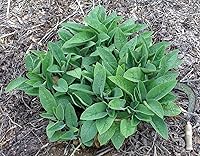 Vista 1 de Consuelda rusa - 5 esquejes de raíz vivos - Bocking 4 - Comphrey - Knitbone (5)