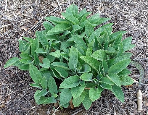 Consuelda rusa - 5 esquejes de raíz vivos - Bocking 4 - Comphrey - Knitbone (5)