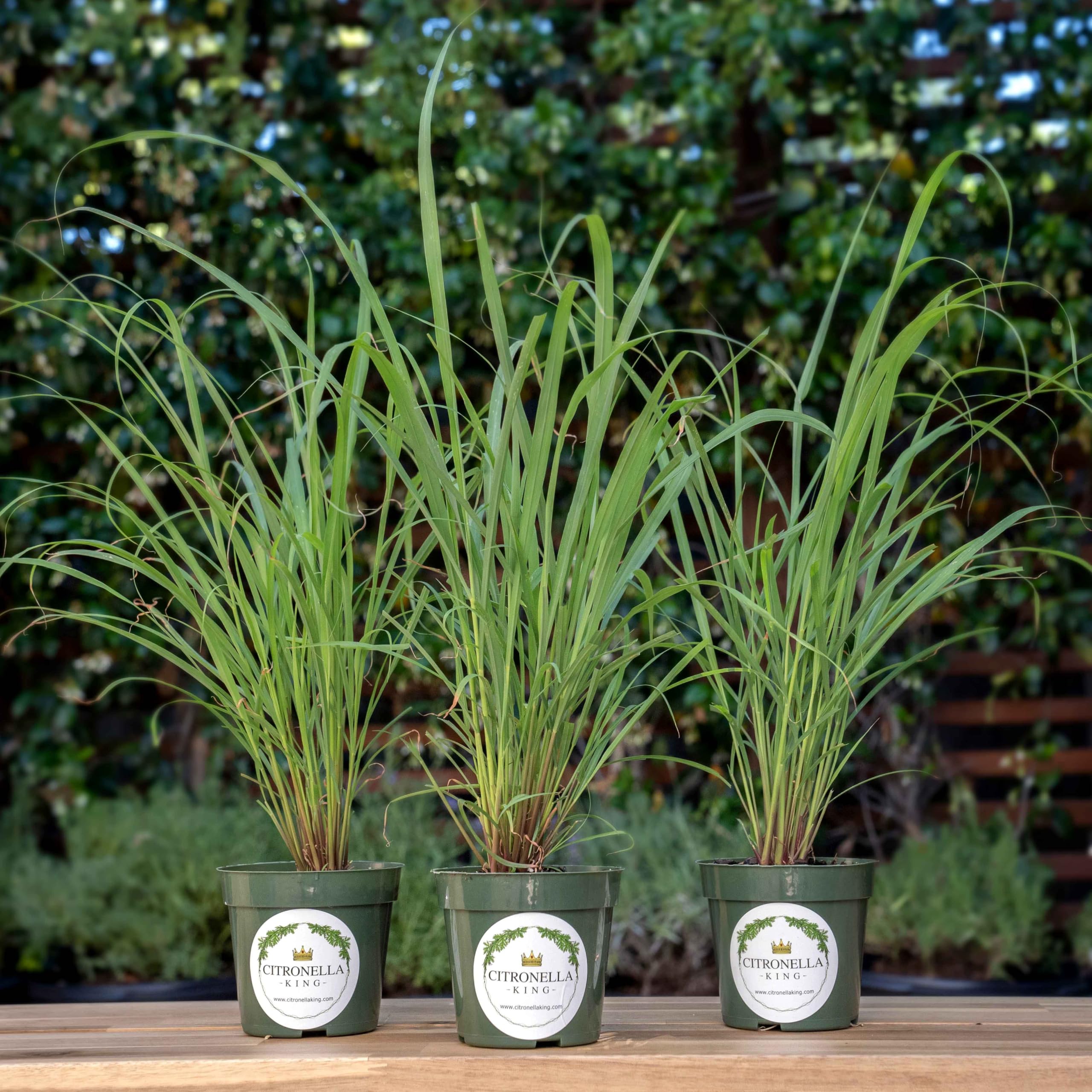 3 Lemongrass Live Plants CitronellaKing