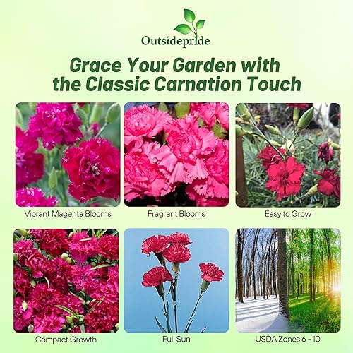 Miniatura 2 de Outsidepride Dianthus Carnation Chabaud La France Garden Cut Flower - 2000 Semillas