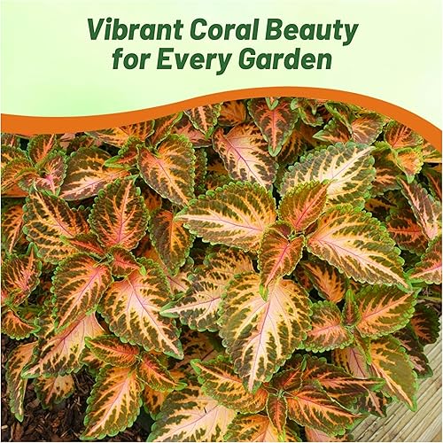 Miniatura 7 de Outsidepride 100 semillas anuales Coleus Wizard Coral Sunrise Follaje Interior Casa Planta o Jardín Semillas de flores
