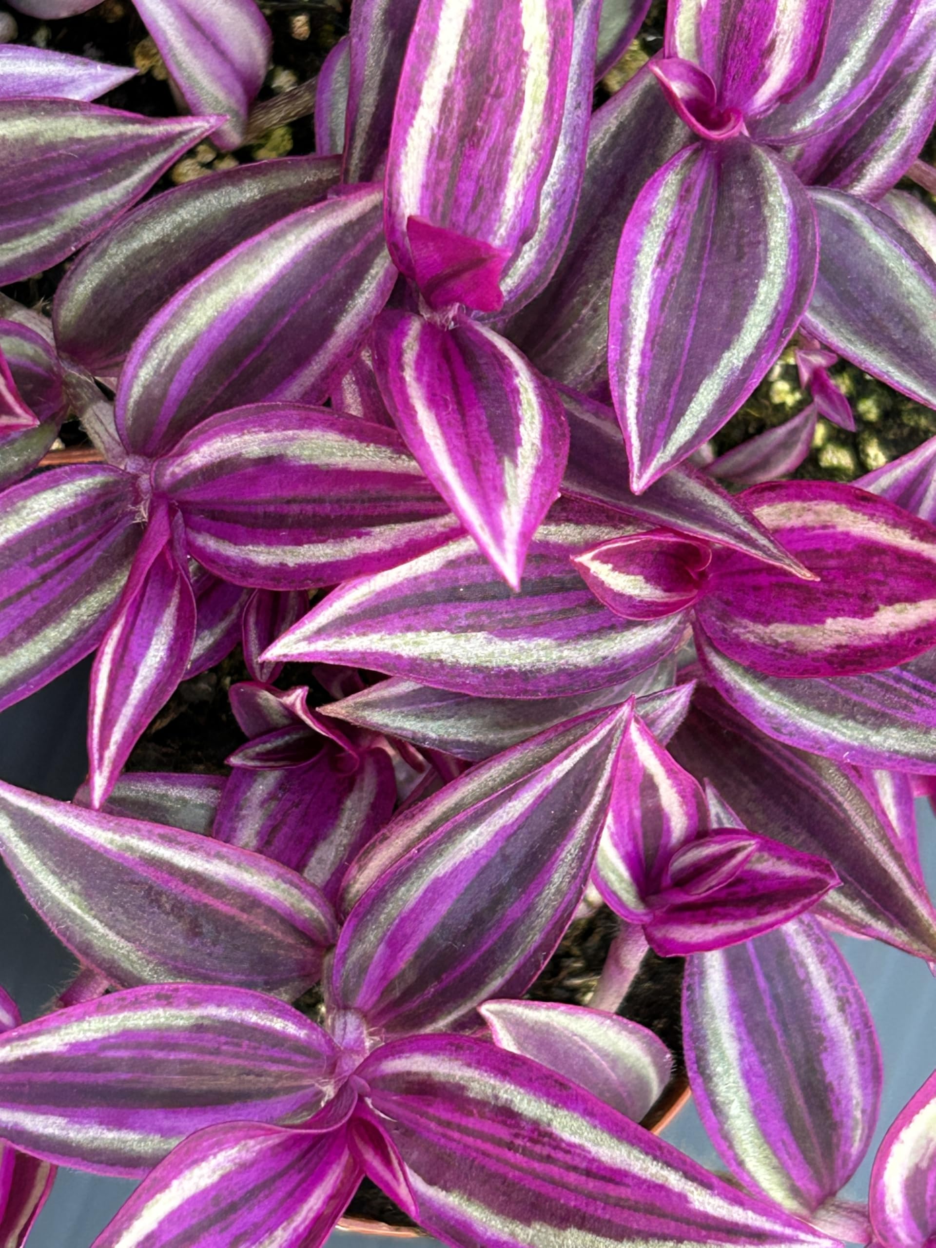 August Breeze Farm Pink Wandering Jew Live Plant