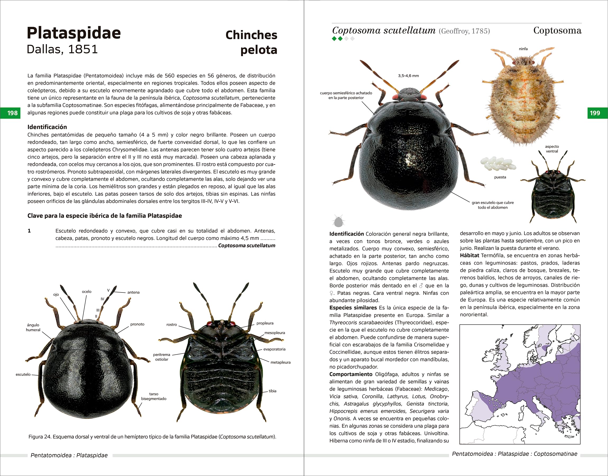 Chinches pentatomomorfas de la península ibérica