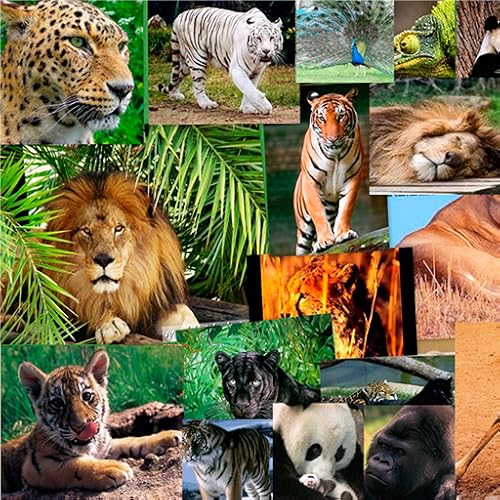 Animals Wallpapers