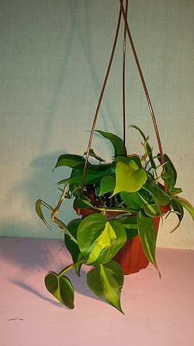Miniatura 2 de Heart Leaf Philodendron - Planta de interior más fácil de cultivar - Cesta colgante de maceta de 4 pulgadas-jmbamboo