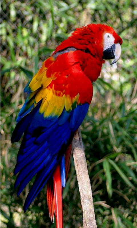 Kids explore animal sounds pro:Amazon.com:Appstore for Android