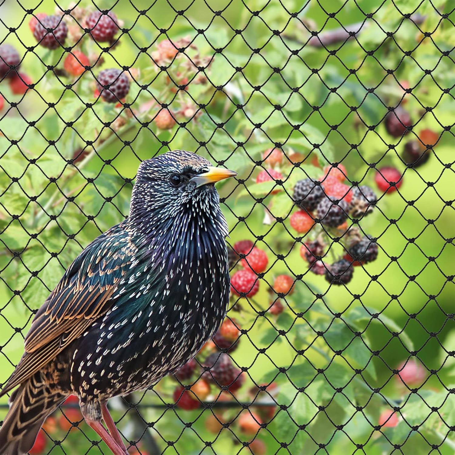 Bird-X PE-Plus Premium Bird Net, Ideal for Gardens and Commerical Applications, Durable Polyethylene Mesh Netting, 3/4" Hole Openings, 50' x 100', Black, NET-PE-50-100