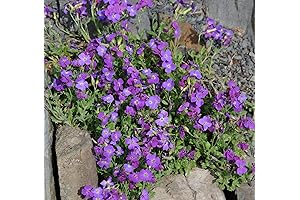 Outsidepride 5000 Seeds Perennial Violet Aubrieta Ground Cover Seeds for Planting