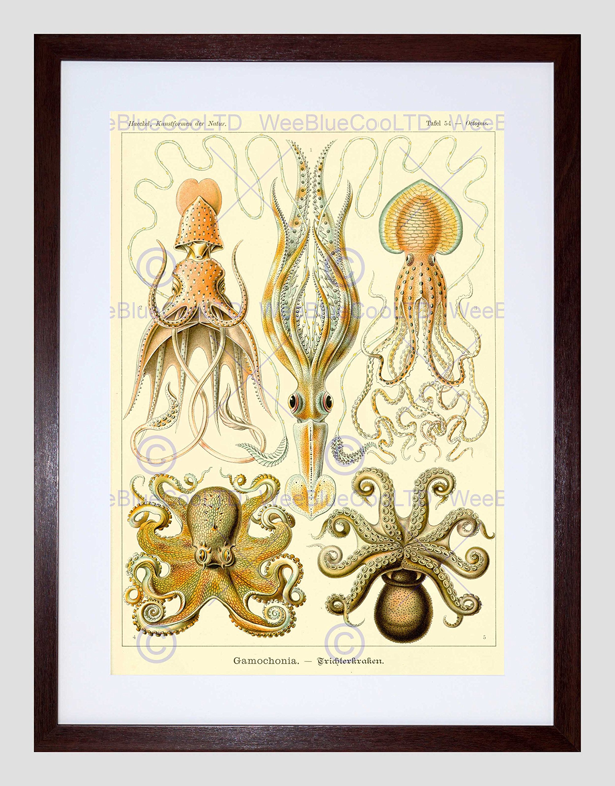 Wee Blue Coo Nature Ernst Haeckel Octopus Biology Germany Vintage Framed Wall Art Print